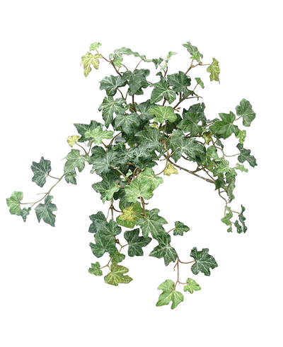 De Kunst Klimop Deluxe Groen 40cm heeft een cluster van levendige groene klimopbladeren met slingerende wijnranken tegen een effen witte achtergrond.