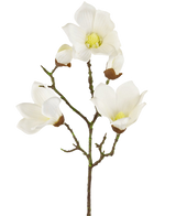 De Kunst Magnolia Real Touch Wit 72cm heeft meerdere witte magnolia bloemen en knoppen met delicate bloemblaadjes en groene stelen tegen een witte achtergrond.