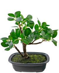 Artificial Plant Bonsai Ficus 20 cm