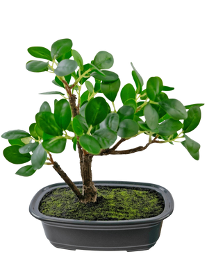 De Kunstplant Bonsai Ficus 20 cm heeft dikke, ovale groene bladeren en staat in een ondiepe zwarte pot met mosgrond, tegen een effen witte achtergrond.