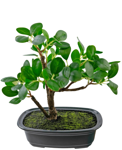 De Kunstplant Bonsai Ficus 20 cm heeft dikke, ovale groene bladeren en staat in een ondiepe zwarte pot met mosgrond, tegen een effen witte achtergrond.