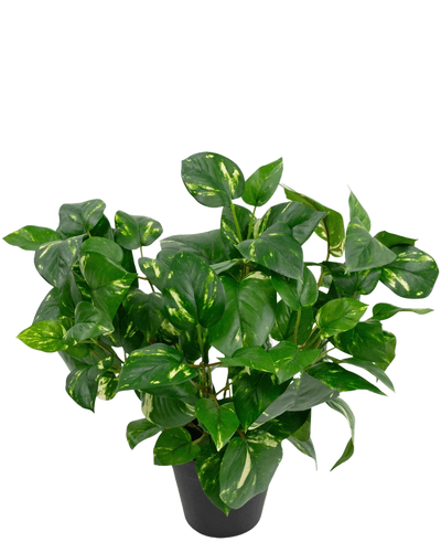 De Kunstplant Gouden Wijnstok in Pot 40cm heeft weelderige, hartvormige groene bladeren met gele schakeringen tegen een effen witte achtergrond.