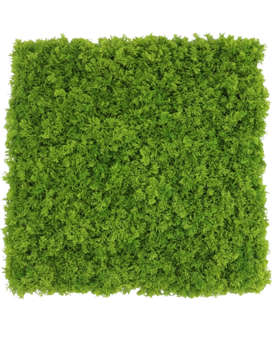 Een Kunsthaag Bergmos merkvast vierkant paneel van 50x50 cm met dicht, levendig groen mos, van bovenaf gezien op een witte achtergrond.