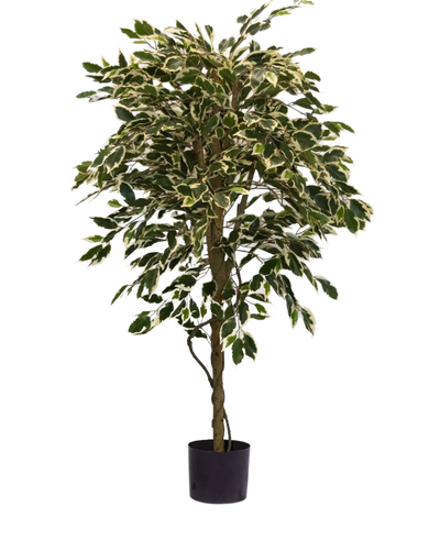 De Kunstplant Ficus Bont 150 cm heeft bonte groene en witte bladeren en een gedraaide stam, in een eenvoudige zwarte pot tegen een effen witte achtergrond.